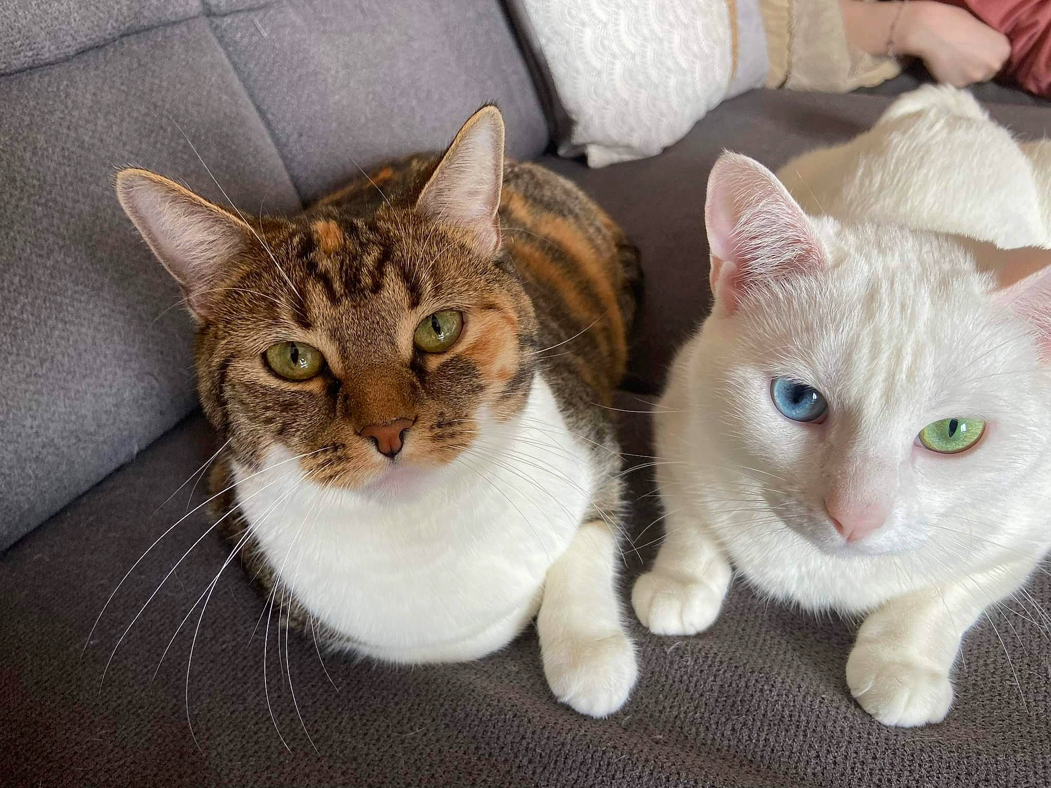 Maëz a rejoint le concours — aidez-le/la à gagner de superbes lots ! art, carnivore, cat, cat_furniture, claw, domestic_short_haired_cat, eye, fawn, felidae, fur, head, paw, pet_supply, small_to_medium_sized_cats, snout, tail, tree, whiskers