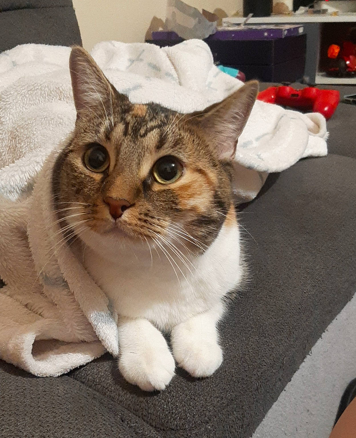 Maëz a rejoint le concours — aidez-le/la à gagner de superbes lots ! carnivore, cat, claw, domestic_short_haired_cat, felidae, fur, paw, small_to_medium_sized_cats, snout, television, terrestrial_animal, whiskers, window