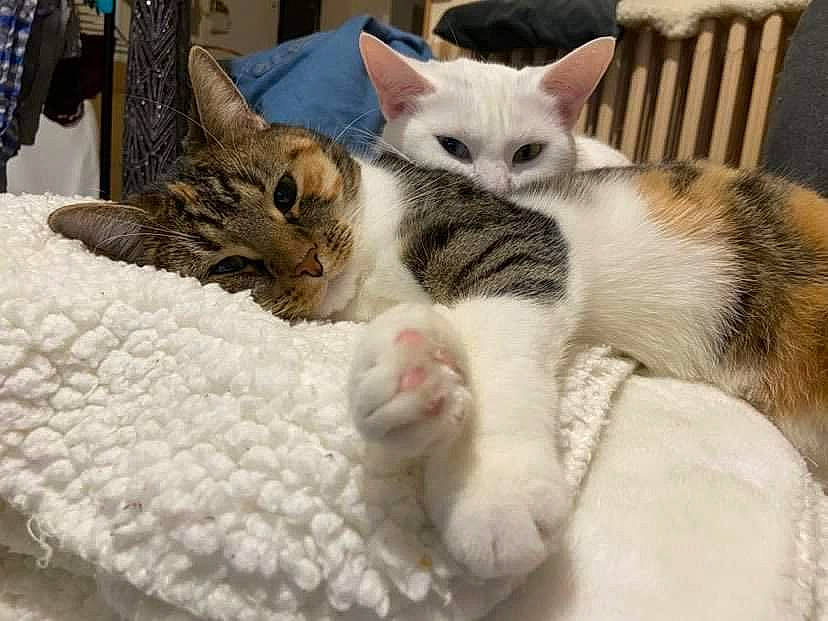 Maëz participe au concours pour gagner de l'argent avec cette photo : carnivore, cat, cat_bed, chair, claw, comfort, domestic_short_haired_cat, fawn, felidae, fur, linens, nap, paw, sleep, small_to_medium_sized_cats, snout, tail, whiskers