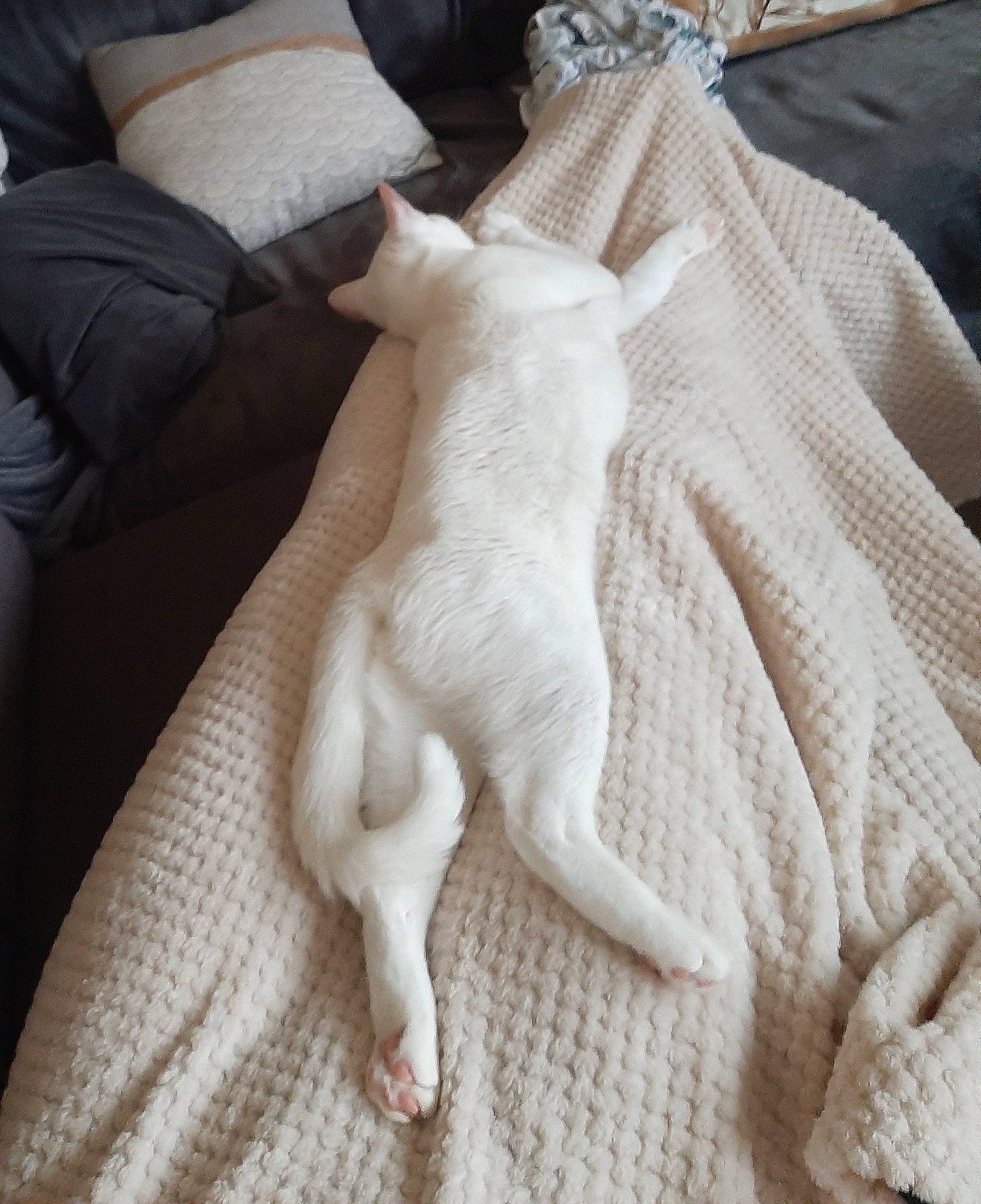 Doly a rejoint le concours — aidez-le/la à gagner de superbes lots ! bedding, carnivore, cat, comfort, companion_dog, dog_breed, fawn, felidae, flooring, fur, grey, linens, paw, small_to_medium_sized_cats, snout, sporting_group, tail, textile, whiskers, wood