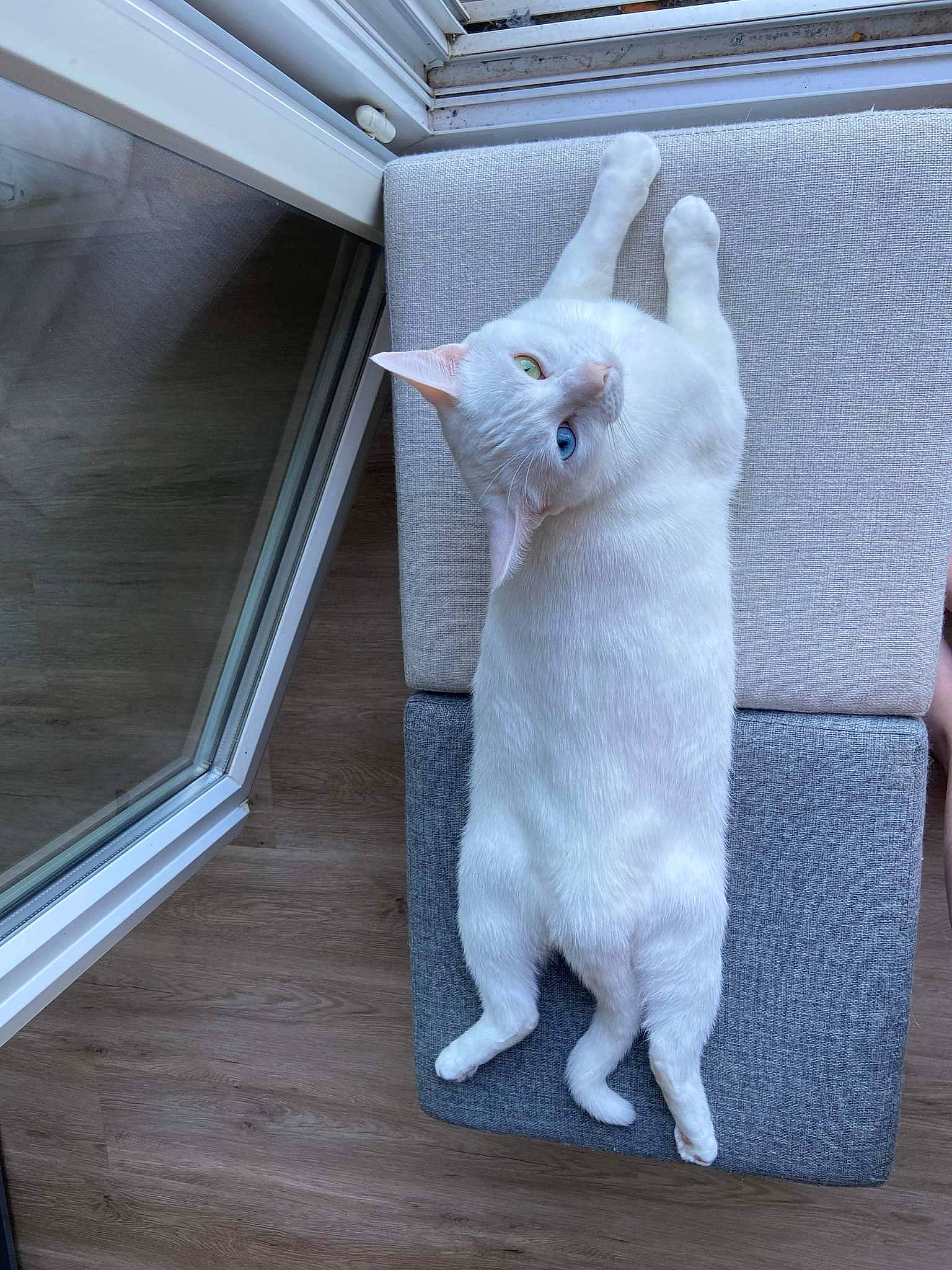 Doly participe au concours pour gagner de l'argent avec cette photo : canidae, carnivore, cat, claw, comfort, domestic_short_haired_cat, fawn, felidae, flooring, fur, grey, hardwood, paw, room, small_to_medium_sized_cats, snout, tail, whiskers, white, wood