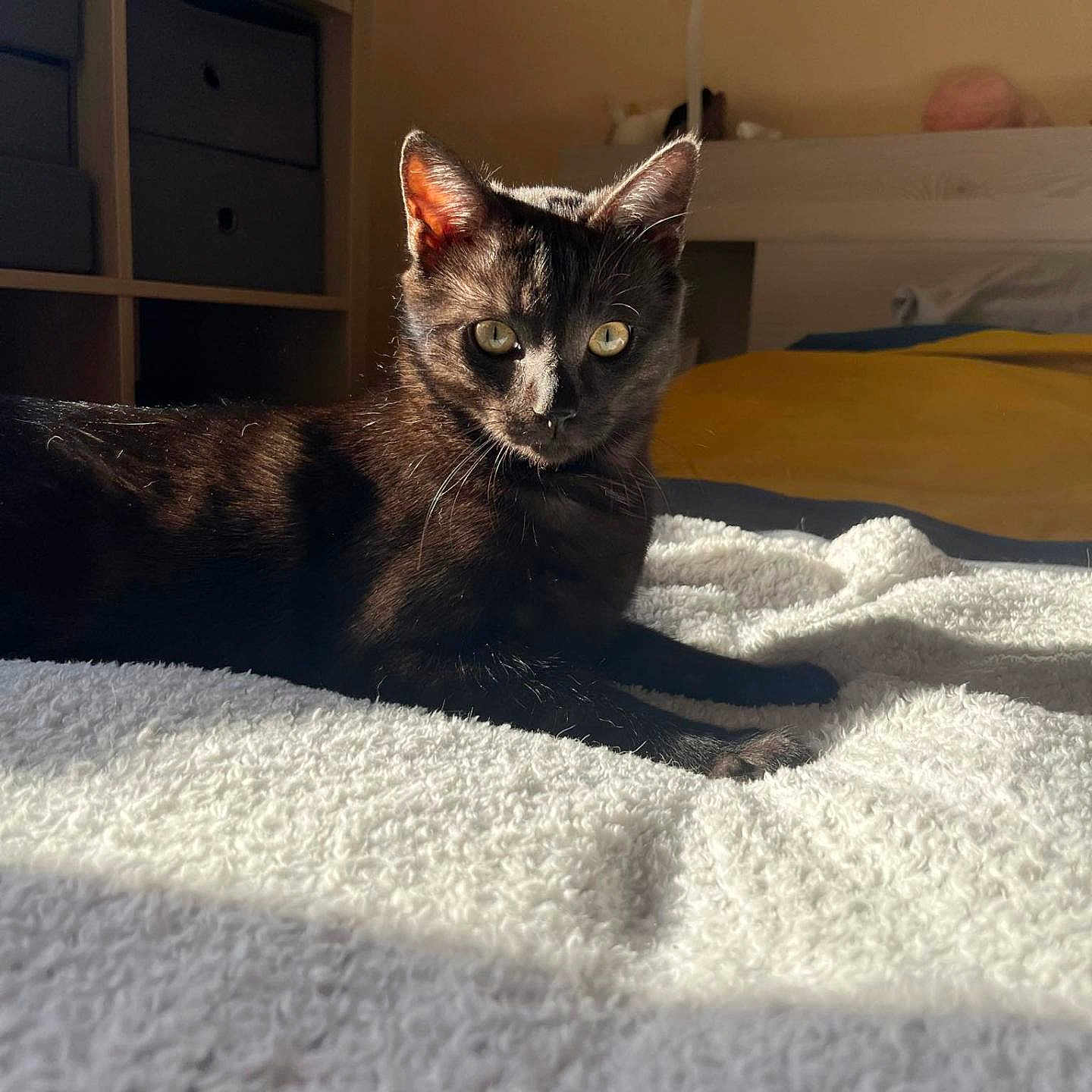 Taz