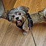 dog, small_dog, leash, wooden_floor, pet, cute, playful, fur, happy, indoor, animal, canine, looking_up, tongue_out, collar, friendly, domestic, companion, standing, brown_fur