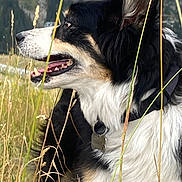 Oural participe au concours pour gagner de l'argent avec cette photo : dog, animal, outdoor, grass, field, black_and_white, fur, panting, collar, tag, nature, profile, canine, pet, ears, snout, happy, daylight, flora, closeup