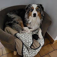 Angus a rejoint le concours — aidez-le/la à gagner de superbes lots ! dog, australian_shepherd, blue_eyes, pet, indoor, armchair, blanket, toy, fur, canine, relaxed, cozy, floor, tile, brown, white, black, animal, companion, domestic