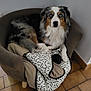 dog, australian_shepherd, blue_eyes, pet, indoor, armchair, blanket, toy, fur, canine, relaxed, cozy, floor, tile, brown, white, black, animal, companion, domestic