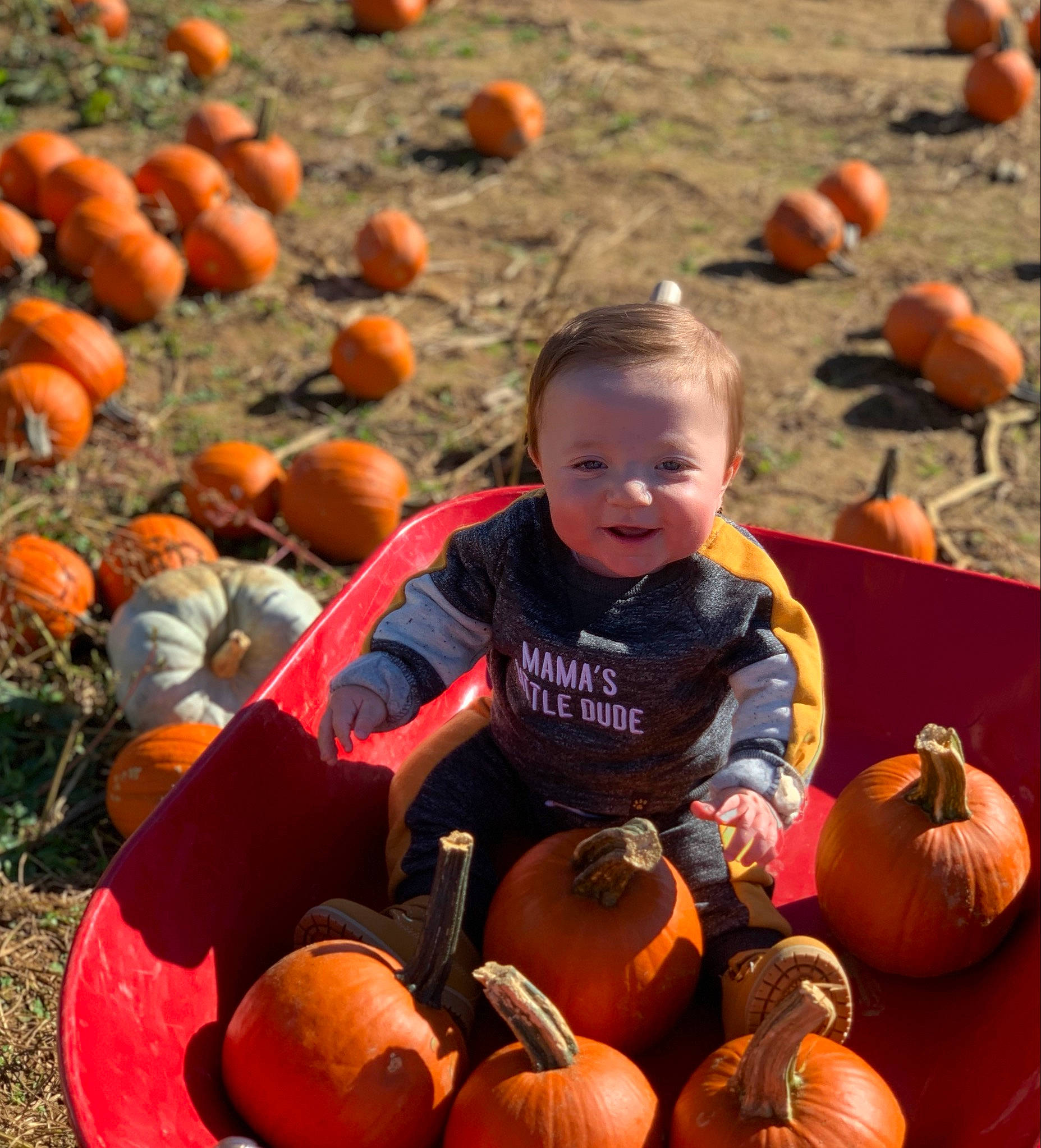 Jeffrey joined the competition — help win amazing prizes! _and_melon_family, _gourd, calabaza, child, cucumber, cucurbita, food, fruit, gourd, local_food, natural_foods, orange, people, person, plant, produce, pumpkin, squash, vegetable, winter_squash