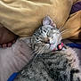 Grey joined the competition — help win amazing prizes! cat, tabby, sleeping, pet, collar, whiskers, blanket, cozy, fur, indoor, closeup, cute, relaxed, animal, mammal, nap, comfort, domestic, resting, soft
