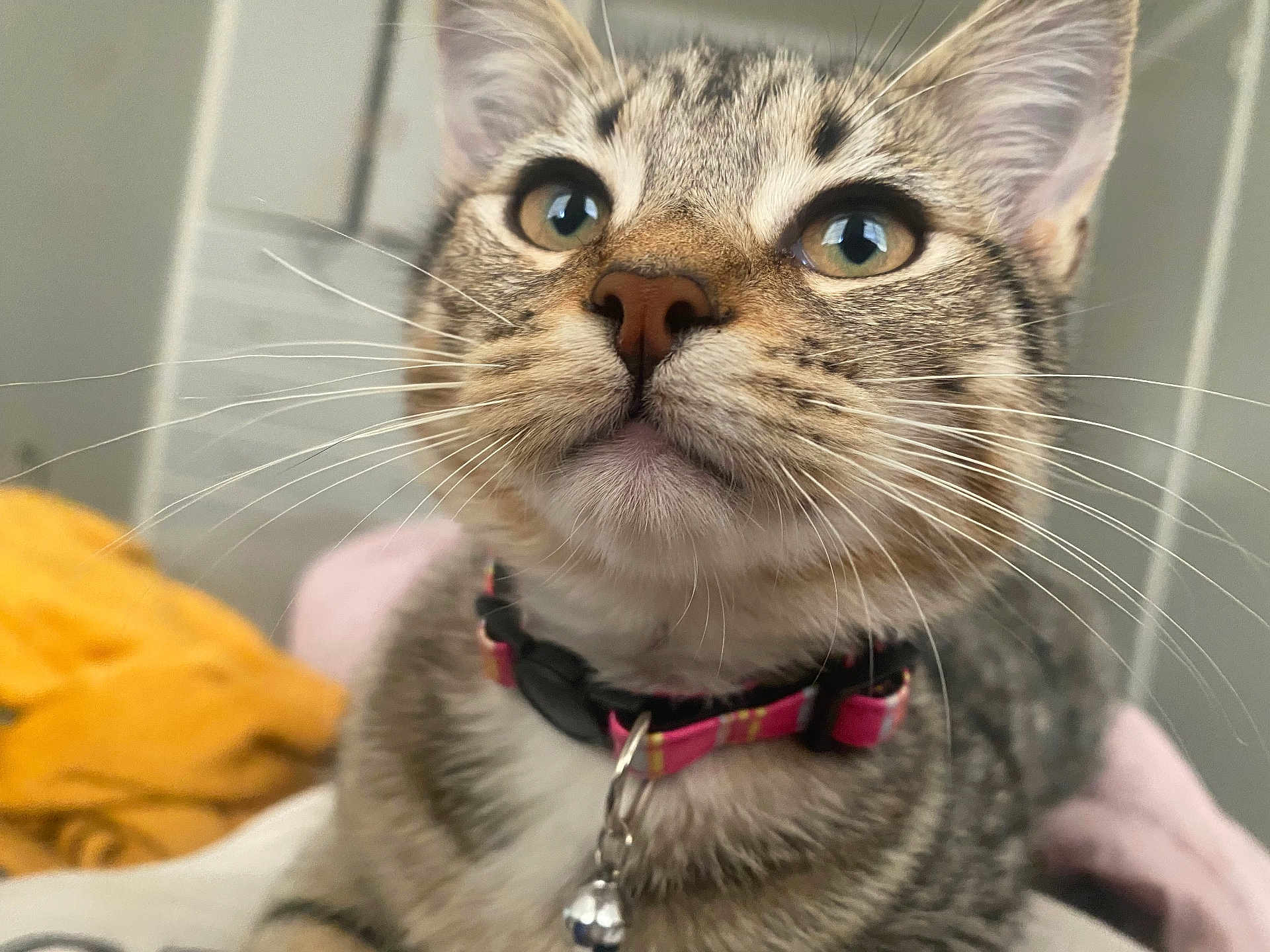 Grey is registered to the contest to win money with this photo: cat, tabby, close_up, whiskers, collar, bell, indoor, pet, curious, animal, feline, fur, eyes, nose, soft_blanket, domestic, young_cat, portrait, cute, house_pet