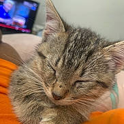 Grey is registered to the contest to win money with this photo: kitten, sleeping, cat, close_up, fur, whiskers, orange_fabric, cozy, indoor, pet, animal, relaxing, young_cat, cute, nap, soft, blurred_background, domestic_cat, feline, resting