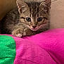 Grey joined the competition — help win amazing prizes! kitten, cat, tabby, feline, animal, pet, cute, fur, whiskers, eyes, claws, paws, indoor, blanket, colorful, cozy, resting, young, small, soft