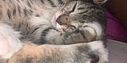 Grey is registered to the contest to win money with this photo: cat, tabby, sleeping, feline, fur, paws, cute, pet, animal, cozy, resting, close_up, indoor, soft, whiskers, mammal, domestic, relaxed, nap, adorable