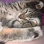 cat, tabby, sleeping, feline, fur, paws, cute, pet, animal, cozy, resting, close_up, indoor, soft, whiskers, mammal, domestic, relaxed, nap, adorable