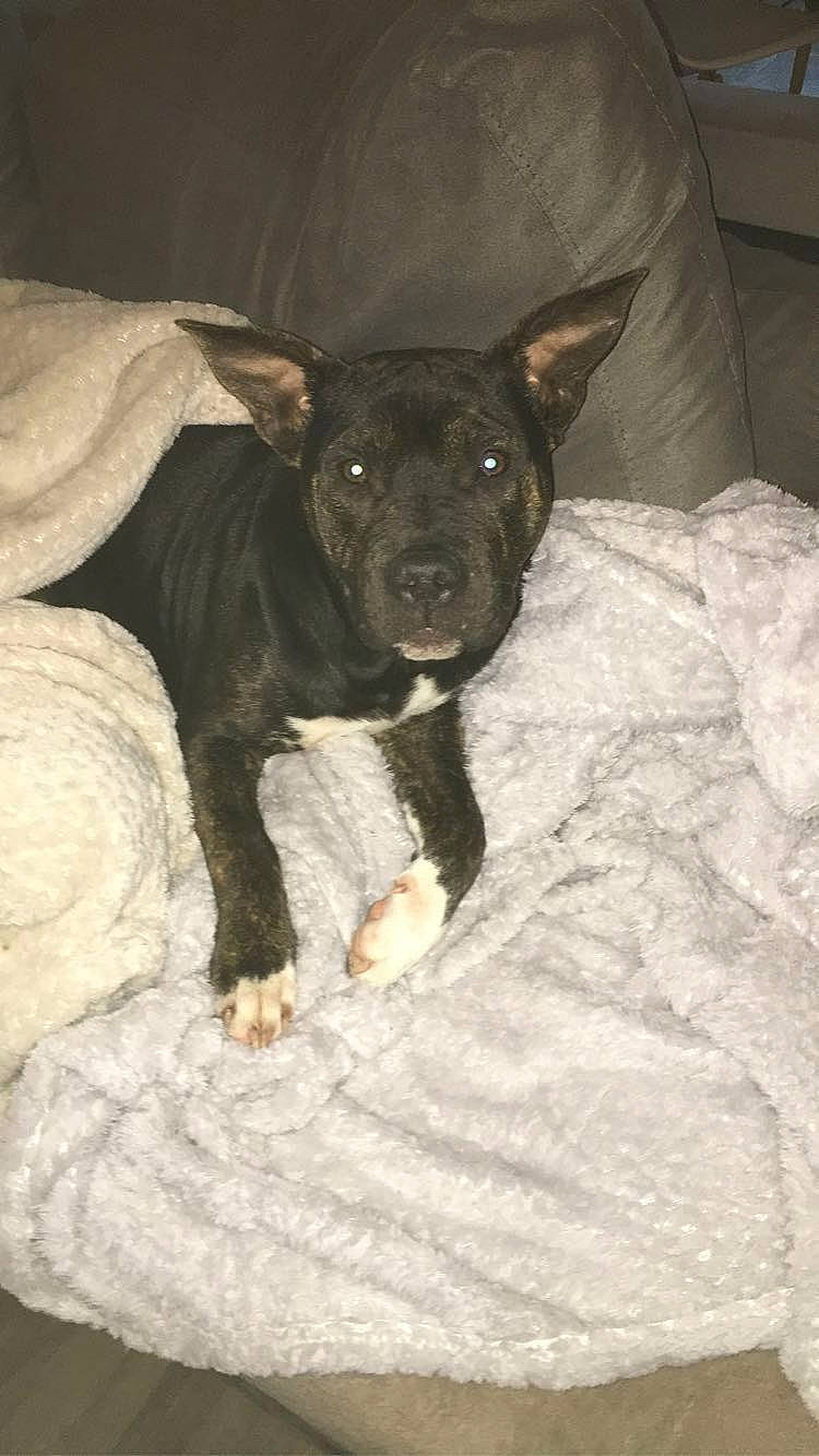 Arko a rejoint le concours — aidez-le/la à gagner de superbes lots ! canidae, carnivore, dog, dog_breed, feist, mammal, non_sporting_group, potcake_dog, rare_breed_dog, snout, teddy_roosevelt_terrier, vertebrate