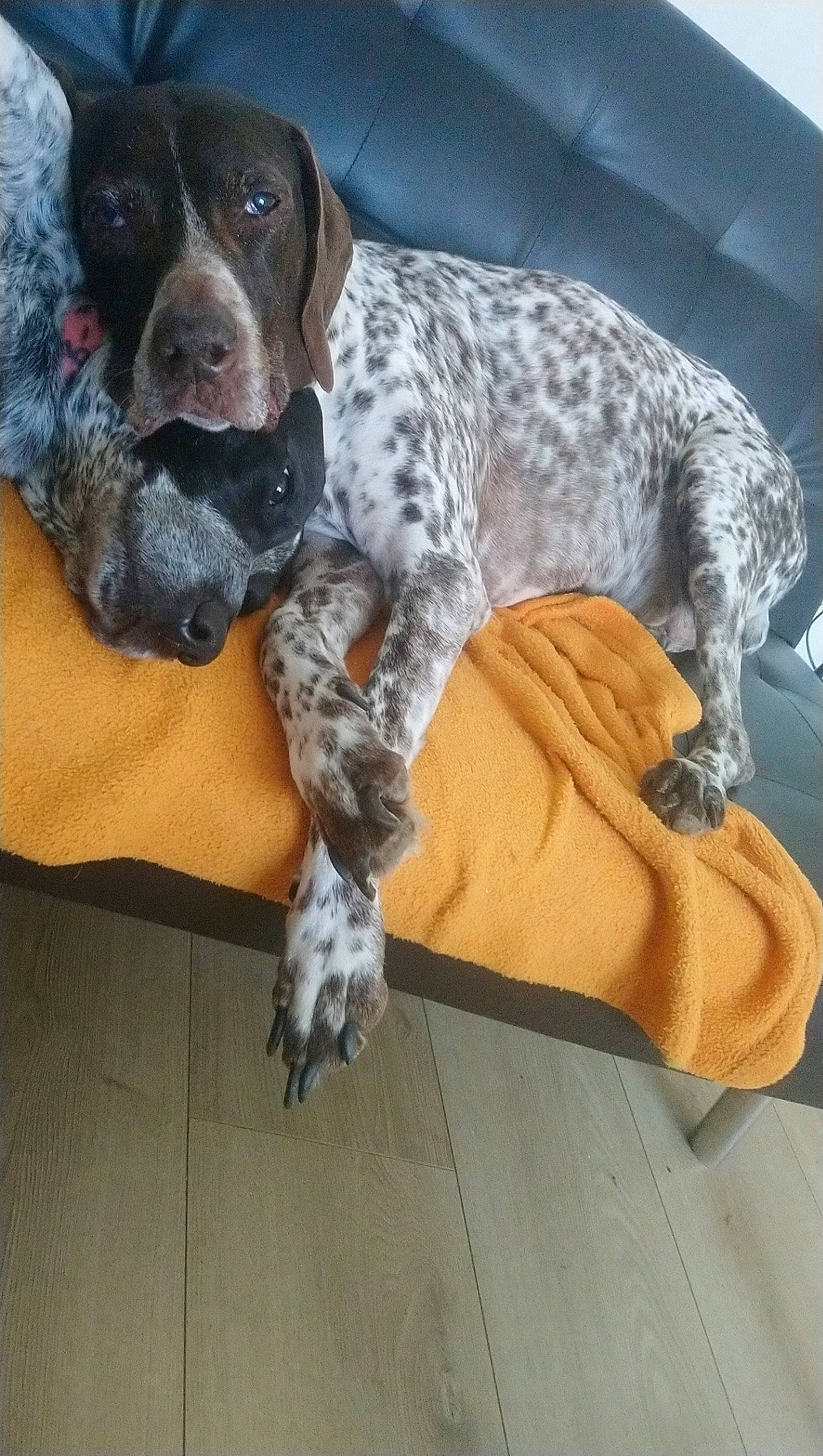 Sarah participe au concours pour gagner de l'argent avec cette photo : braque_dauvergne, braque_du_bourbonnais, braque_francais, canidae, carnivore, dog, dog_breed, german_longhaired_pointer, german_shorthaired_pointer, hunting_dog, louisiana_catahoula_leopard_dog, mammal, old_danish_pointer, pachon_navarro, pointer, pointing_breed, sporting_group, vertebrate