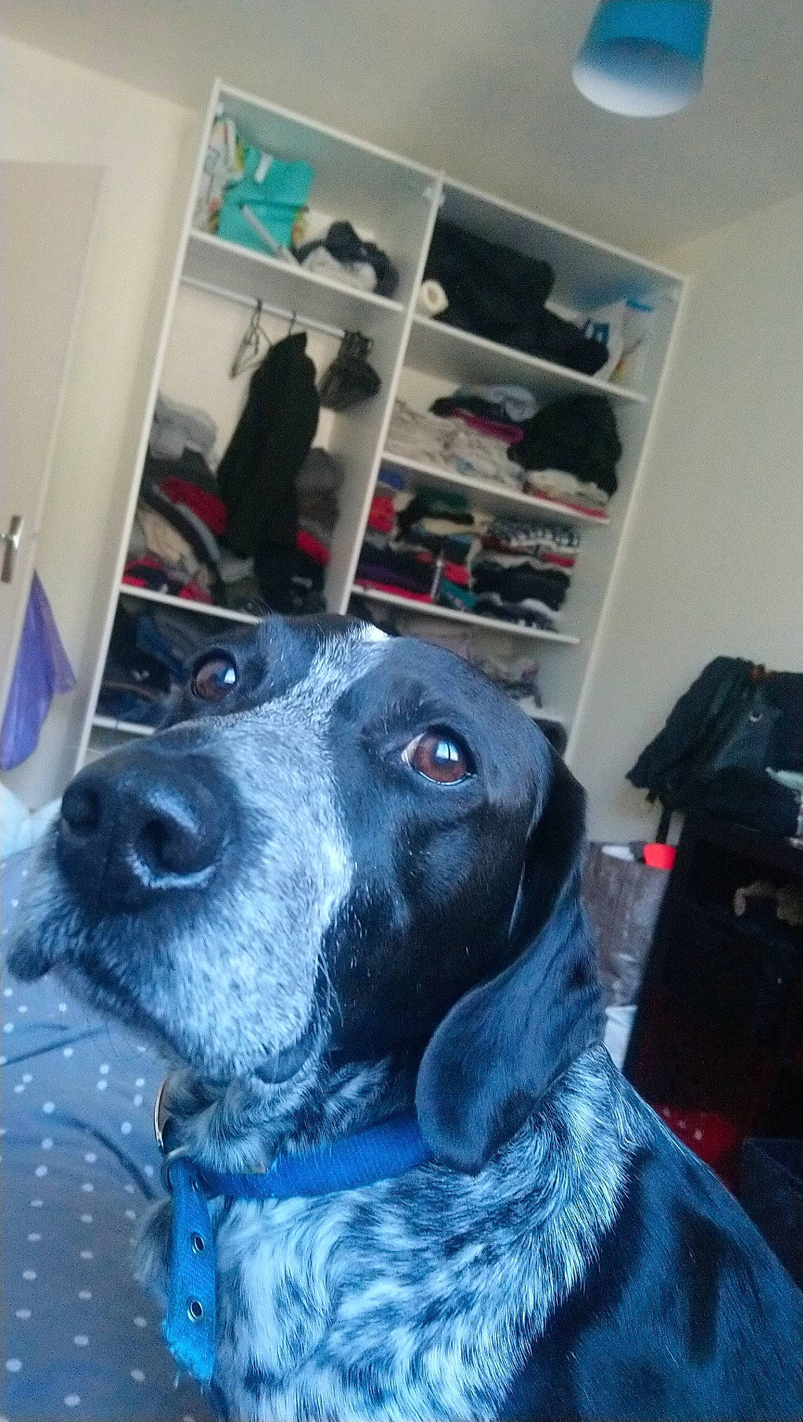 Archibald participe au concours pour gagner de l'argent avec cette photo : canidae, carnivore, dog, dog_breed, german_shorthaired_pointer, labrador_retriever, pointer, pointing_breed, snout, sporting_group