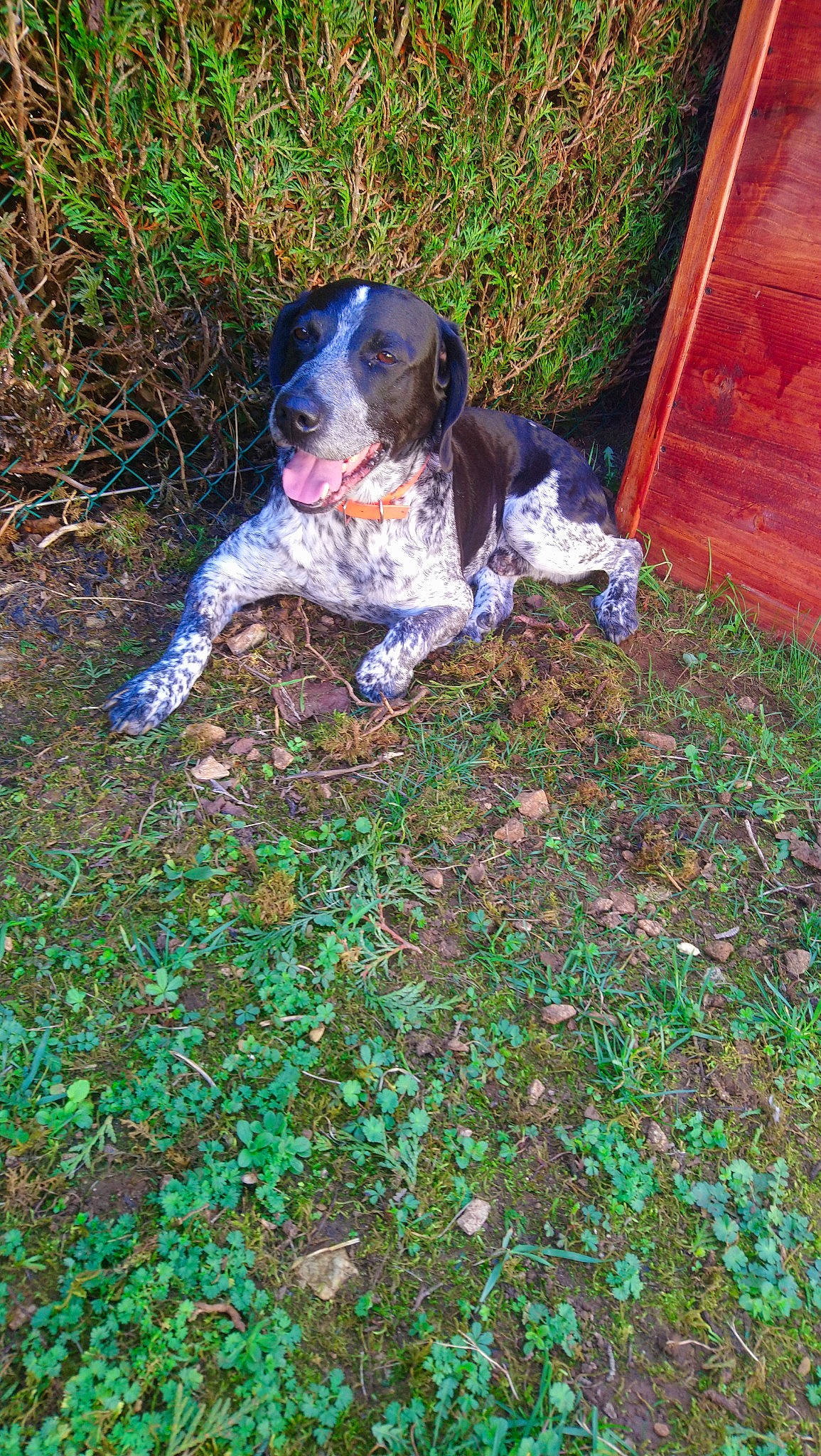 Archibald participe au concours pour gagner de l'argent avec cette photo : bluetick_coonhound, braque_dauvergne, canidae, carnivore, dog, dog_breed, german_longhaired_pointer, german_shorthaired_pointer, hunting_dog, mammal, pachon_navarro, pointer, rare_breed_dog, small_munsterlander, sporting_group, vertebrate