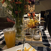 Flynn is registered to the contest to win money with this photo: bouquet, bow_tie, cat, curious, decor, drink, flowers, food, fork, furniture, glass, indoor, kitchen, napkin, pasta, pet, plate, table, tablecloth, vase