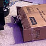 Flynn joined the competition — help win amazing prizes! animal, box, cardboard_box, carpet, cat, curiosity, curious, curled, domestic, door, feline, floor, head, indoor, peeking, pet, playful, purple_light, shadow, tape