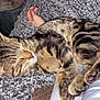 Flynn joined the competition — help win amazing prizes! cat, closeup, comfort, cozy, cute, domestic_animal, feline, fluffy_blanket, fur, human_arm, indoor, napping, paw, pet, relaxing, resting, sleeping, striped, tabby, warm