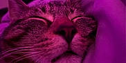 Flynn is registered to the contest to win money with this photo: animal, calm, cat, close_up, cozy, cute, domestic_cat, face, feline, fur, indoor, muzzle, pet, portrait, purple_light, relaxed, sleeping, snout, soft_light, whiskers