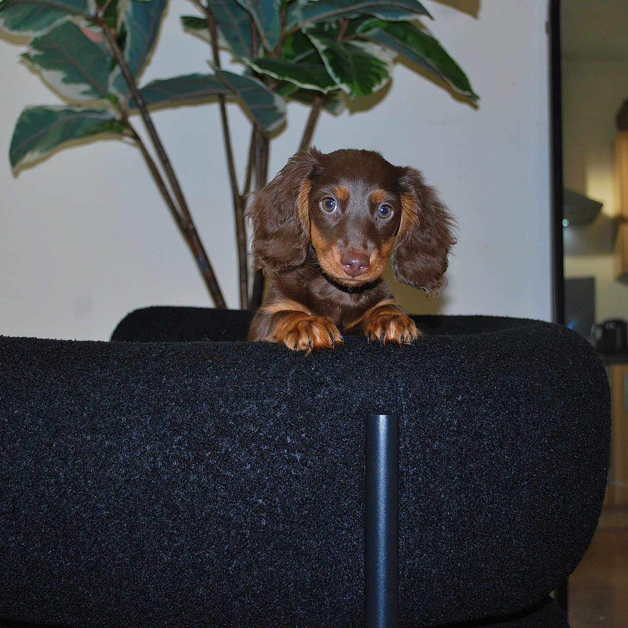 Benji is registered to the contest to win money with this photo: animal, architecture, building, canine, cockerspaniel, couch, dog, flower, flowerarrangement, furniture, hound, indoors, interiordesign, livingroom, pet, plant, pottedplant, puppy, room, wood