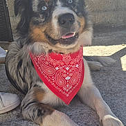 Baya a rejoint le concours — aidez-le/la à gagner de superbes lots ! dog, puppy, tricolor, fluffy, bandana, red_bandana, paisley, sitting, lying_down, happy, smiling, tongue_out, blue_eyes, long_fur, paws, outdoor, pavement, sunlight, portrait, pet