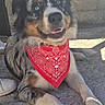 dog, puppy, tricolor, fluffy, bandana, red_bandana, paisley, sitting, lying_down, happy, smiling, tongue_out, blue_eyes, long_fur, paws, outdoor, pavement, sunlight, portrait, pet
