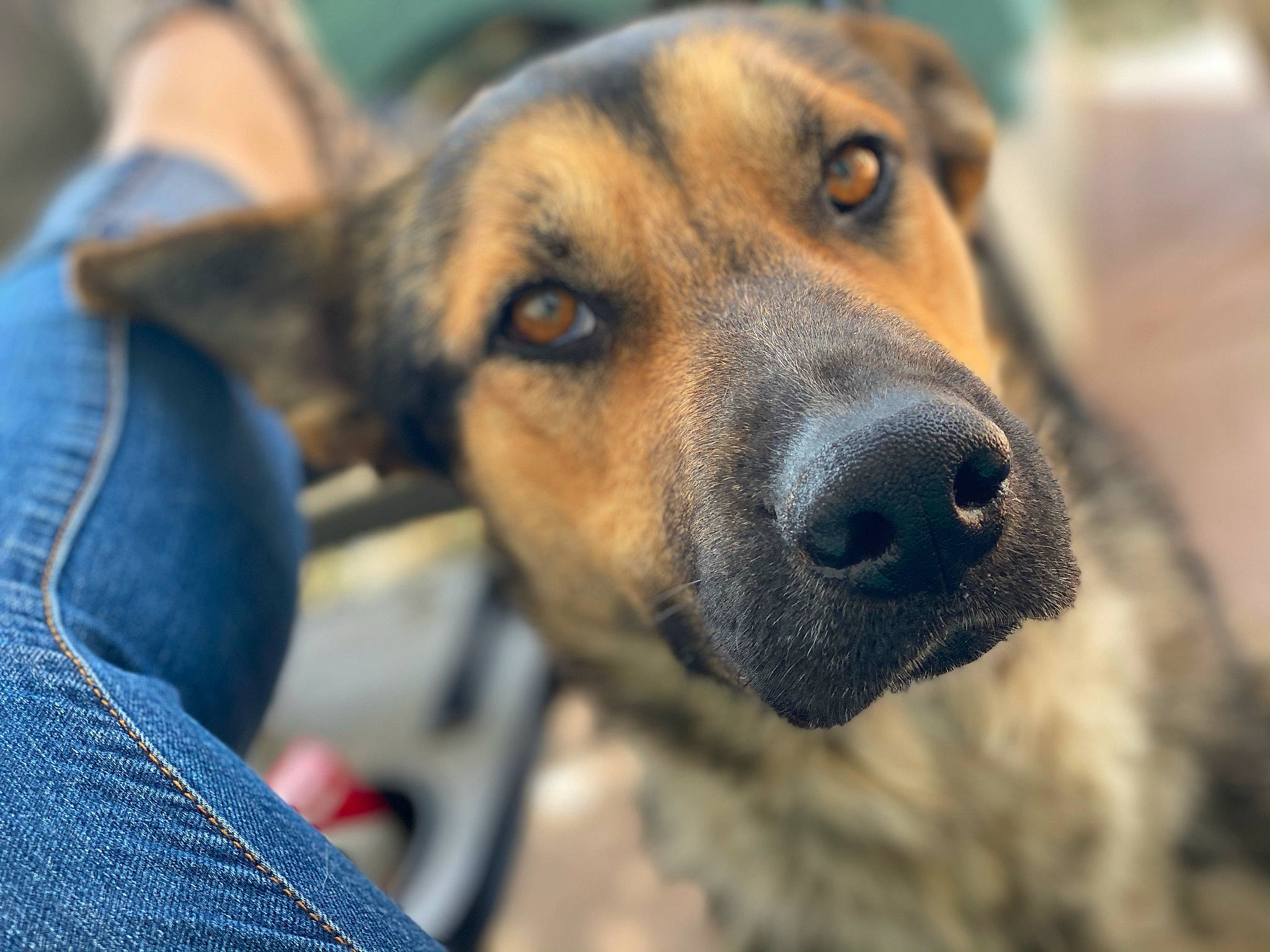 Bravo joined the competition — help win amazing prizes! ancient_dog_breeds, canidae, carnivore, collar, companion_dog, denim, dog, dog_breed, electric_blue, fawn, fur, guard_dog, puppy, snout, sporting_group, street_dog, terrestrial_animal, whiskers, wildlife, working_dog