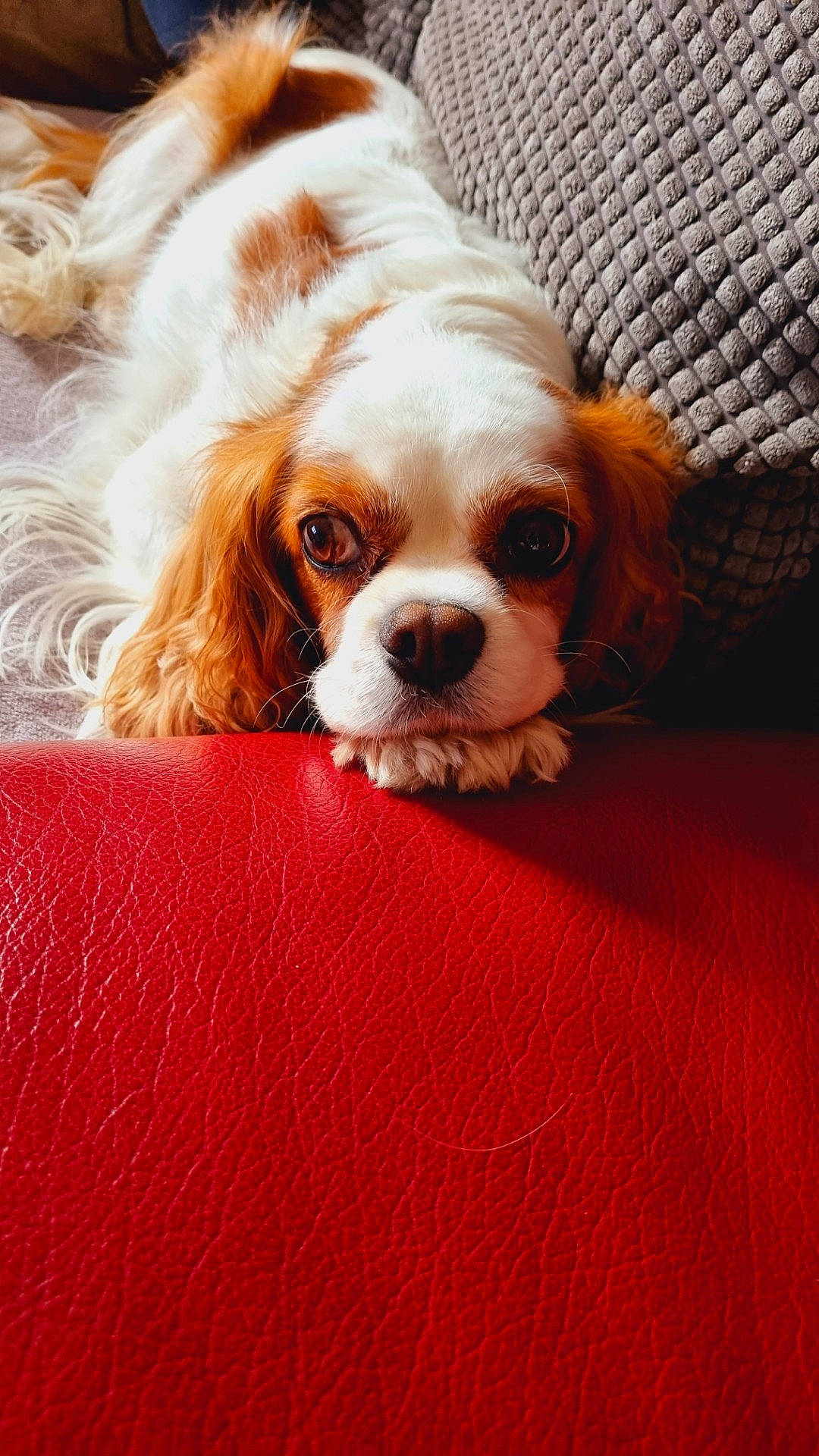 Idylle a rejoint le concours — aidez-le/la à gagner de superbes lots ! canidae, carnivore, comfort, companion_dog, dog, dog_breed, fawn, flooring, fur, grass, hair, head, king_charles_spaniel, liver, snout, spaniel, sporting_group, terrestrial_animal, toy_dog, whiskers