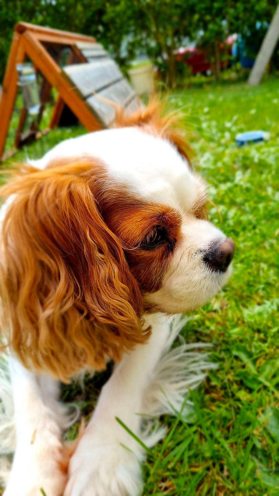 Idylle a rejoint le concours — aidez-le/la à gagner de superbes lots ! biting, canidae, carnivore, cavalier_king_charles_spaniel, companion_dog, dog, dog_breed, fawn, fur, grass, king_charles_spaniel, liver, plant, snout, spaniel, sporting_group, terrestrial_animal, toy_dog, whiskers, working_animal