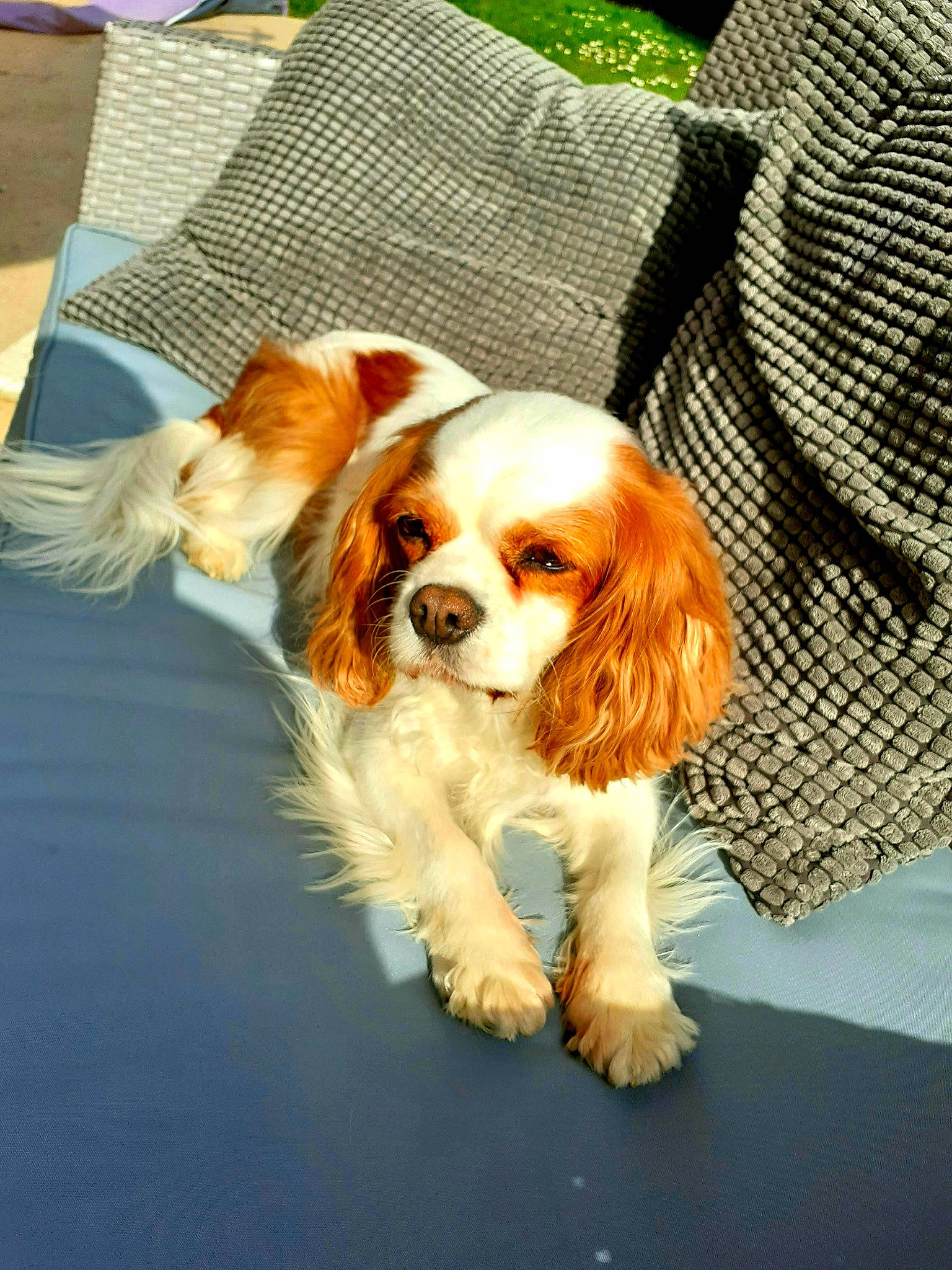 Idylle a rejoint le concours — aidez-le/la à gagner de superbes lots ! ancient_dog_breeds, canidae, carnivore, cavalier_king_charles_spaniel, collar, companion_dog, dog, dog_breed, dog_supply, fawn, fur, liver, puppy, snout, spaniel, sporting_group, terrestrial_animal, toy, toy_dog, working_animal