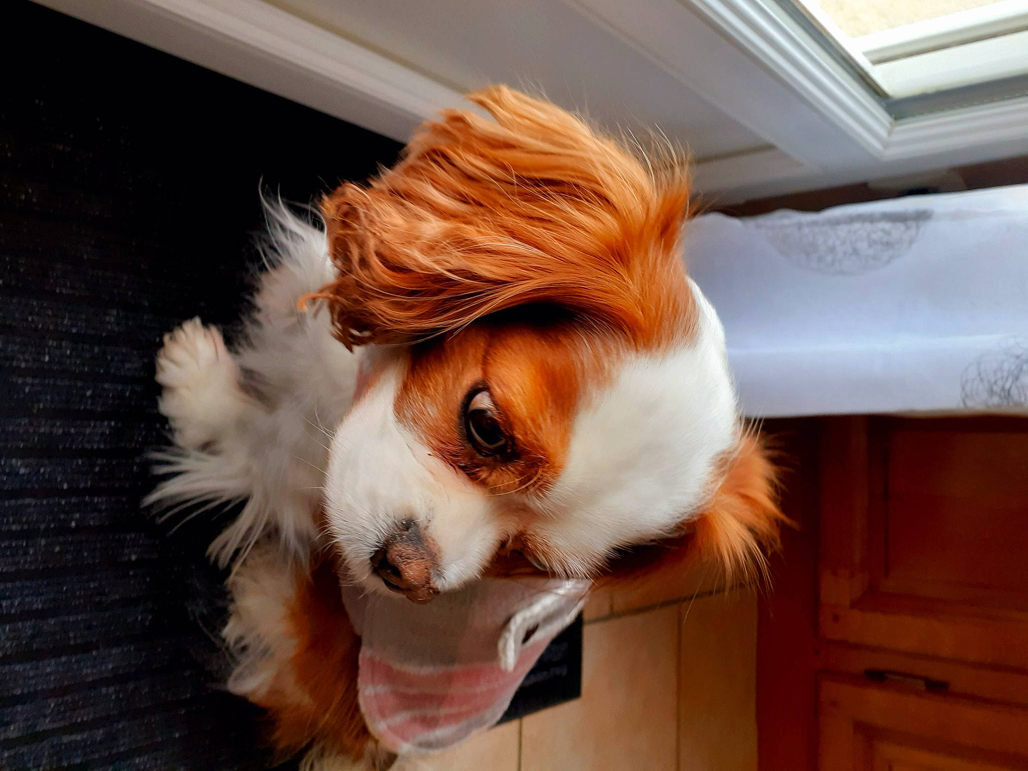 Idylle a rejoint le concours — aidez-le/la à gagner de superbes lots ! canidae, carnivore, companion_dog, dog, dog_breed, dog_supply, fawn, fur, hardwood, liver, non_sporting_group, pet_supply, snout, sporting_group, toy_dog, whiskers, wood