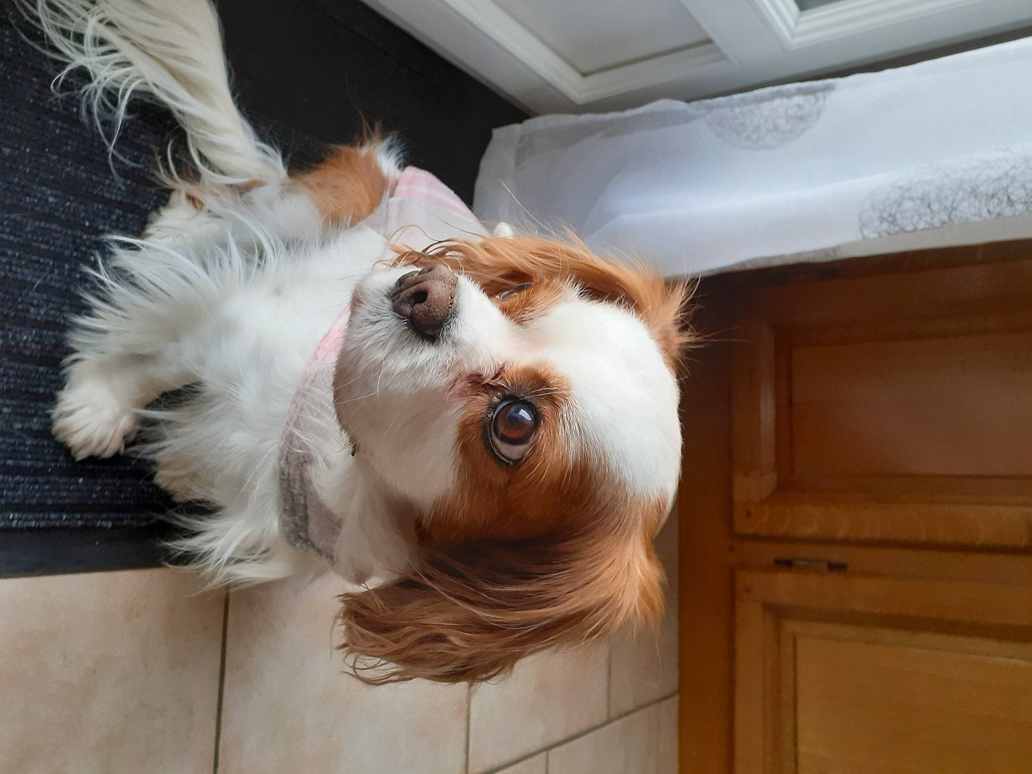 Idylle participe au concours pour gagner de l'argent avec cette photo : carnivore, collar, companion_dog, dog, dog_breed, eye, fawn, felidae, fur, hair, liver, small_to_medium_sized_cats, snout, sporting_group, tail, toy_dog, vertebrate, whiskers, window, wood