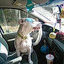 air_freshener, animal, can, car_interior, casual, collar, dashboard, daylight, dog, drink_cup, driver_seat, interior, keychain, pet, relaxing, seat, steering_wheel, sunlight, vehicle, window
