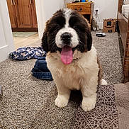 Wyatt joined the competition — help win amazing prizes! ancient_dog_breeds, canidae, carnivore, companion_dog, dog, dog_breed, fur, giant_dog_breed, karakachan_dog, landseer, mammal, moscow_watchdog, newfoundland, pyrenean_mastiff, rare_breed_dog, snout, sporting_group, st_bernard, vertebrate, working_dog