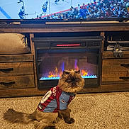 Mr.crowley joined the competition — help win amazing prizes! cat, persian_cat, pet, pet_clothing, hockey_jersey, fireplace, tv, hockey_game, carpet, entertainment_center, living_room, furry, portrait, sitting, whiskers, brown_fur, cozy, sports_fan, home_interior, decorative_furniture