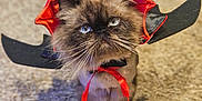 Mr.crowley joined the competition — help win amazing prizes! cat, persian_cat, costume, bat_wings, red_hat, carpet, whiskers, blue_eyes, pet, indoor, portrait, fur, cute, sitting, bow, halloween_costume, ribbon, front_legs, looking_up, feline