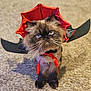 cat, persian_cat, costume, bat_wings, red_hat, carpet, whiskers, blue_eyes, pet, indoor, portrait, fur, cute, sitting, bow, halloween_costume, ribbon, front_legs, looking_up, feline