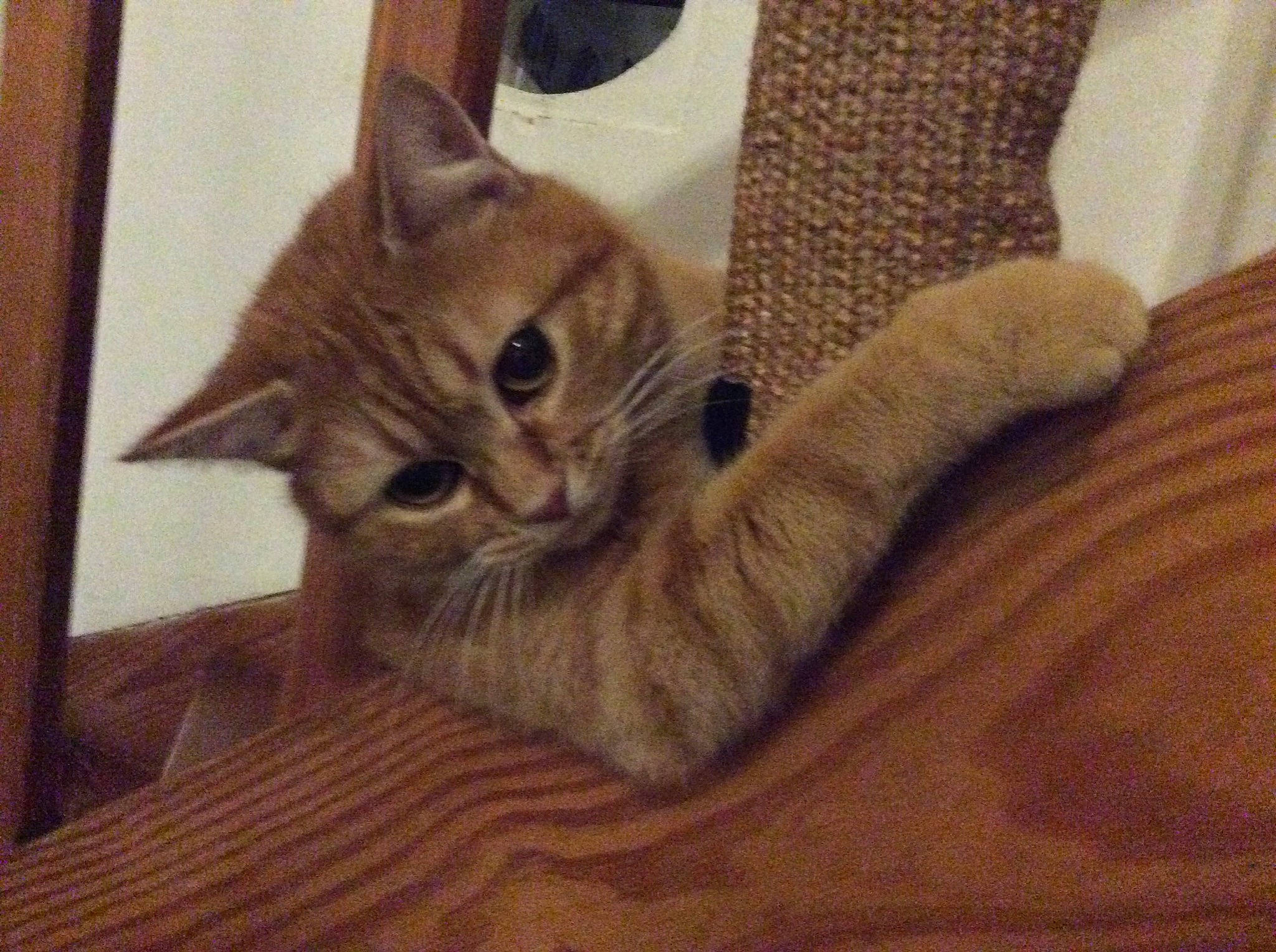 Shercan participe au concours pour gagner de l'argent avec cette photo : carnivore, cat, cat_supply, comfort, couch, domestic_short_haired_cat, fawn, felidae, flooring, fur, hardwood, paw, pet_supply, sitting, small_to_medium_sized_cats, snout, tail, whiskers, wood, wood_flooring