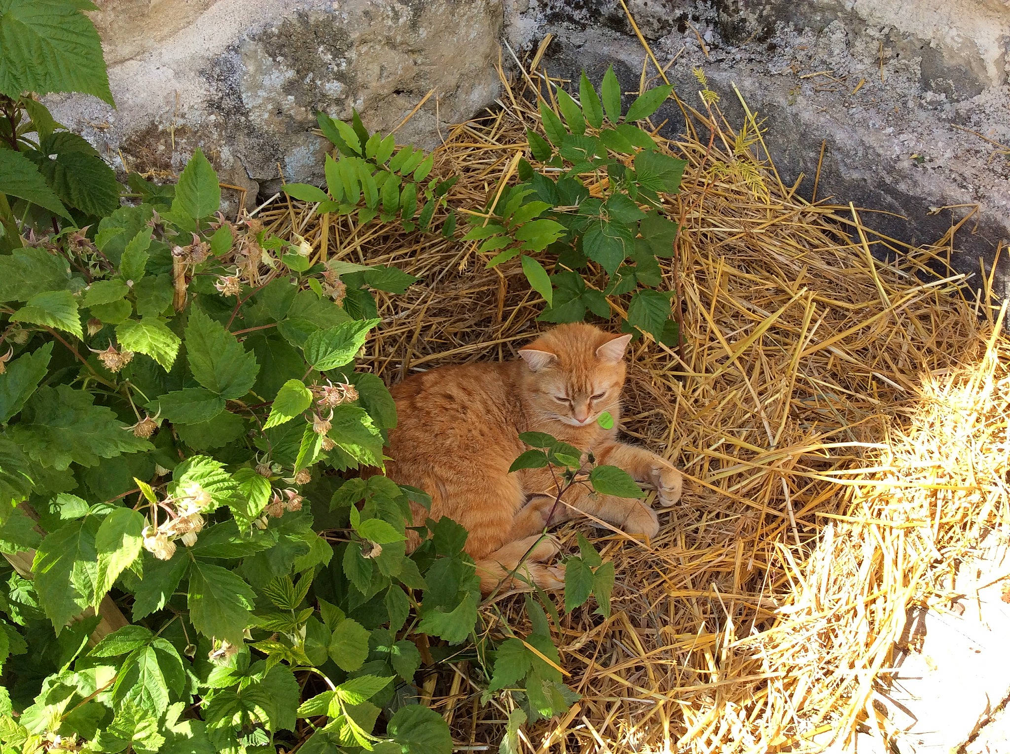 Shercan a rejoint le concours — aidez-le/la à gagner de superbes lots ! annual_plant, carnivore, cat, felidae, flowering_plant, fur, grass, groundcover, hay, herb, herbaceous_plant, landscape, plant, shrub, small_to_medium_sized_cats, soil, subshrub, terrestrial_animal, terrestrial_plant, twig