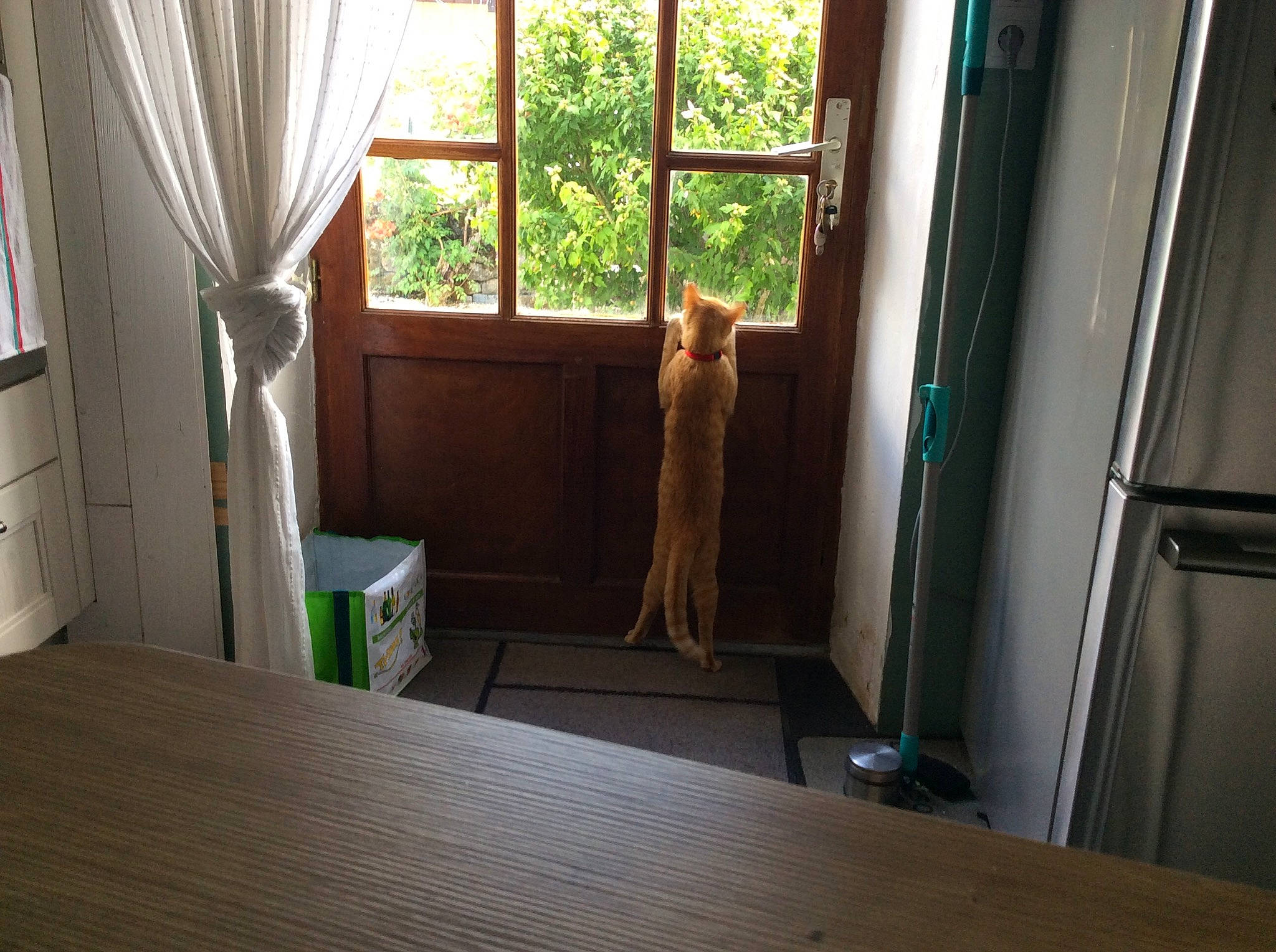 Shercan a rejoint le concours — aidez-le/la à gagner de superbes lots ! building, carnivore, curtain, dog, dog_breed, door, fawn, fixture, floor, flooring, hardwood, home_door, plant, shade, stairs, tints_and_shades, tree, window, wood, wood_stain