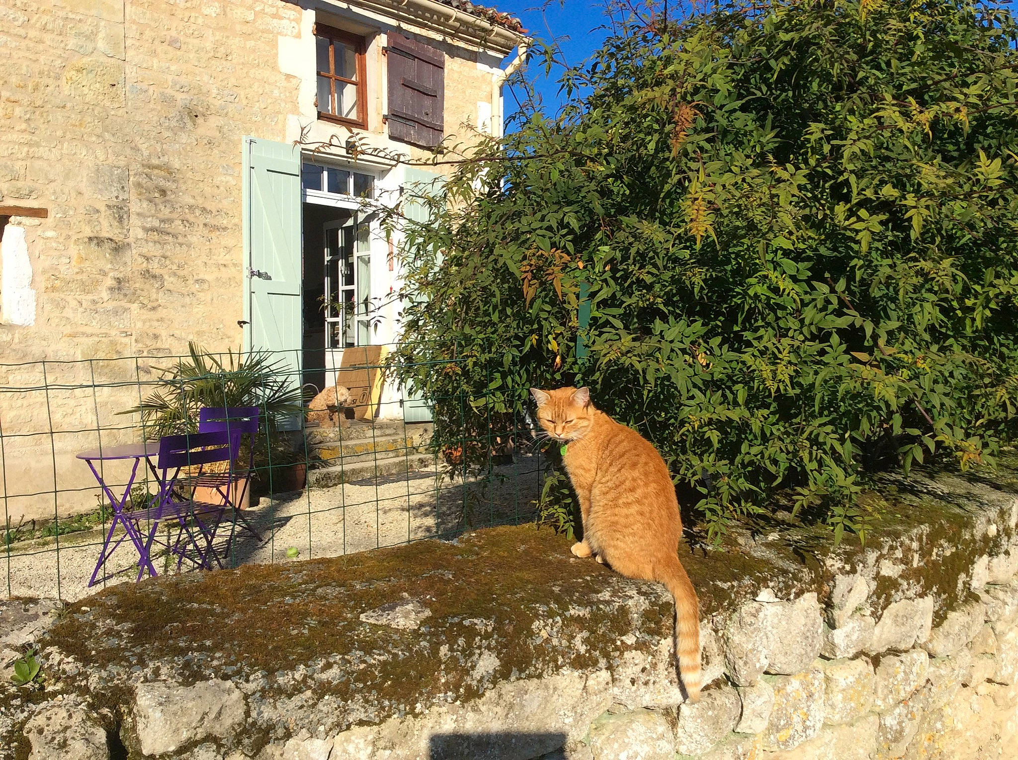 Shercan participe au concours pour gagner de l'argent avec cette photo : building, carnivore, cat, fawn, felidae, flowerpot, grass, house, landscape, plant, road, road_surface, sky, small_to_medium_sized_cats, tail, terrestrial_animal, tree, whiskers, window, wood