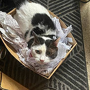 Moon is registered to the contest to win money with this photo: cat, black_and_white, cardboard_box, crumpled_paper, carpet, indoor, pet, animal, feline, curious, cozy, cluttered, cable, floor, looking_up, whiskers, ears, tail, relaxed, domestic