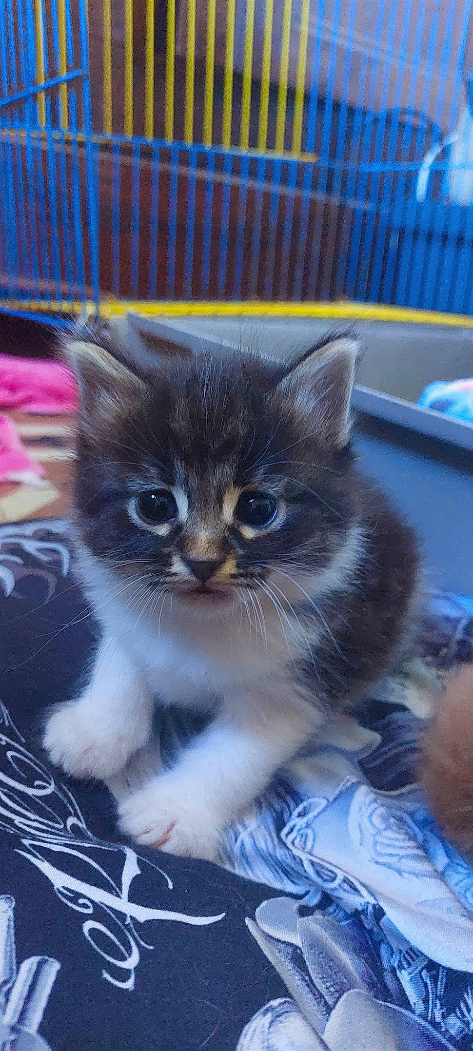 Moon a rejoint le concours — aidez-le/la à gagner de superbes lots ! blue, box, carnivore, cat, cat_supply, claw, domestic_short_haired_cat, electric_blue, fawn, felidae, fur, iris, paw, sitting, small_to_medium_sized_cats, snout, tail, whiskers