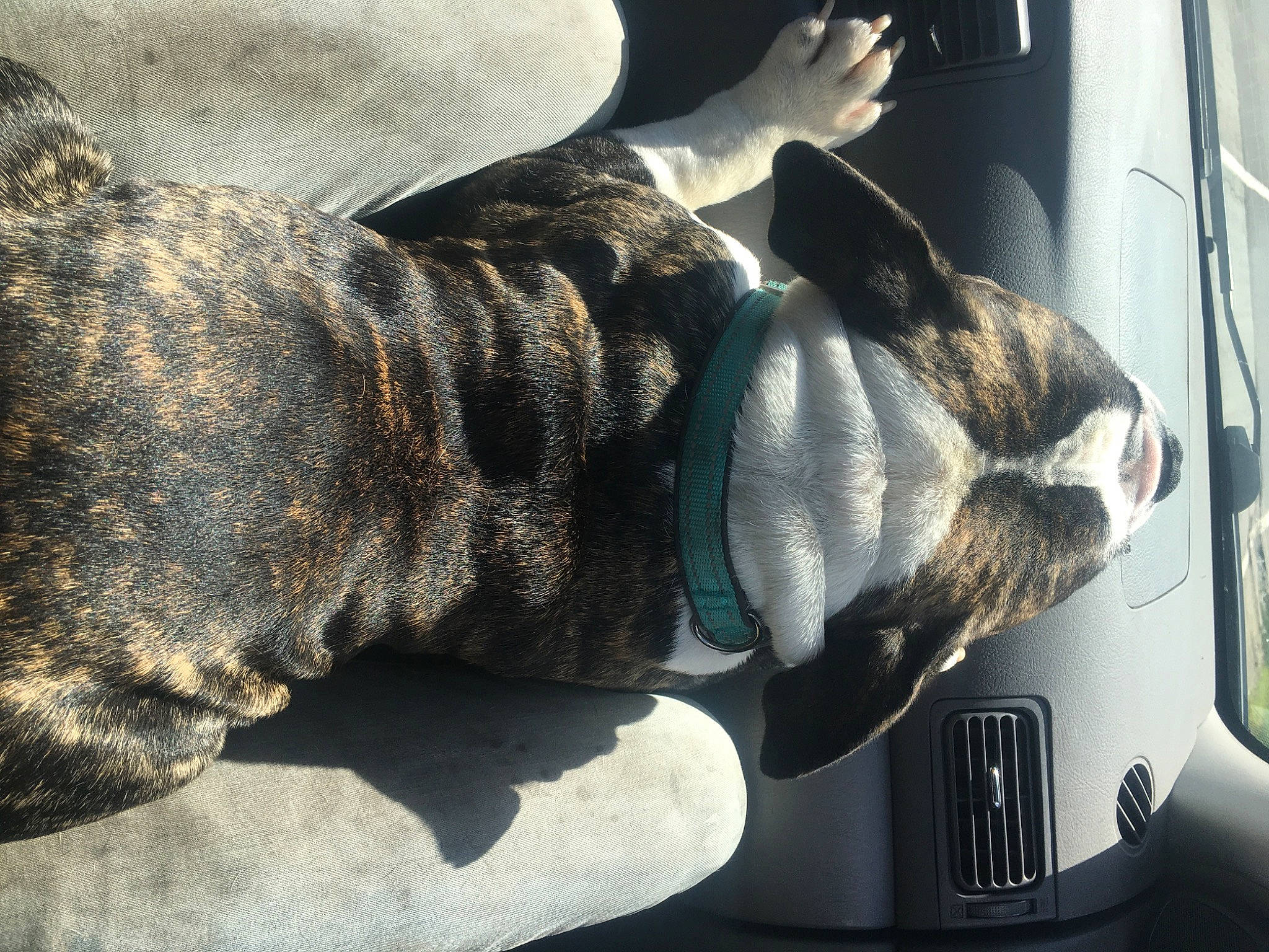 Sumo joined the competition — help win amazing prizes! american_bulldog, boston_terrier, boxer, bulldog, canidae, carnivore, companion_dog, cool, dog, dog_breed, ear, french_bulldog, fur, guard_dog, non_sporting_group, old_english_bulldog, olde_english_bulldogge, perro_de_presa_canario, puppy