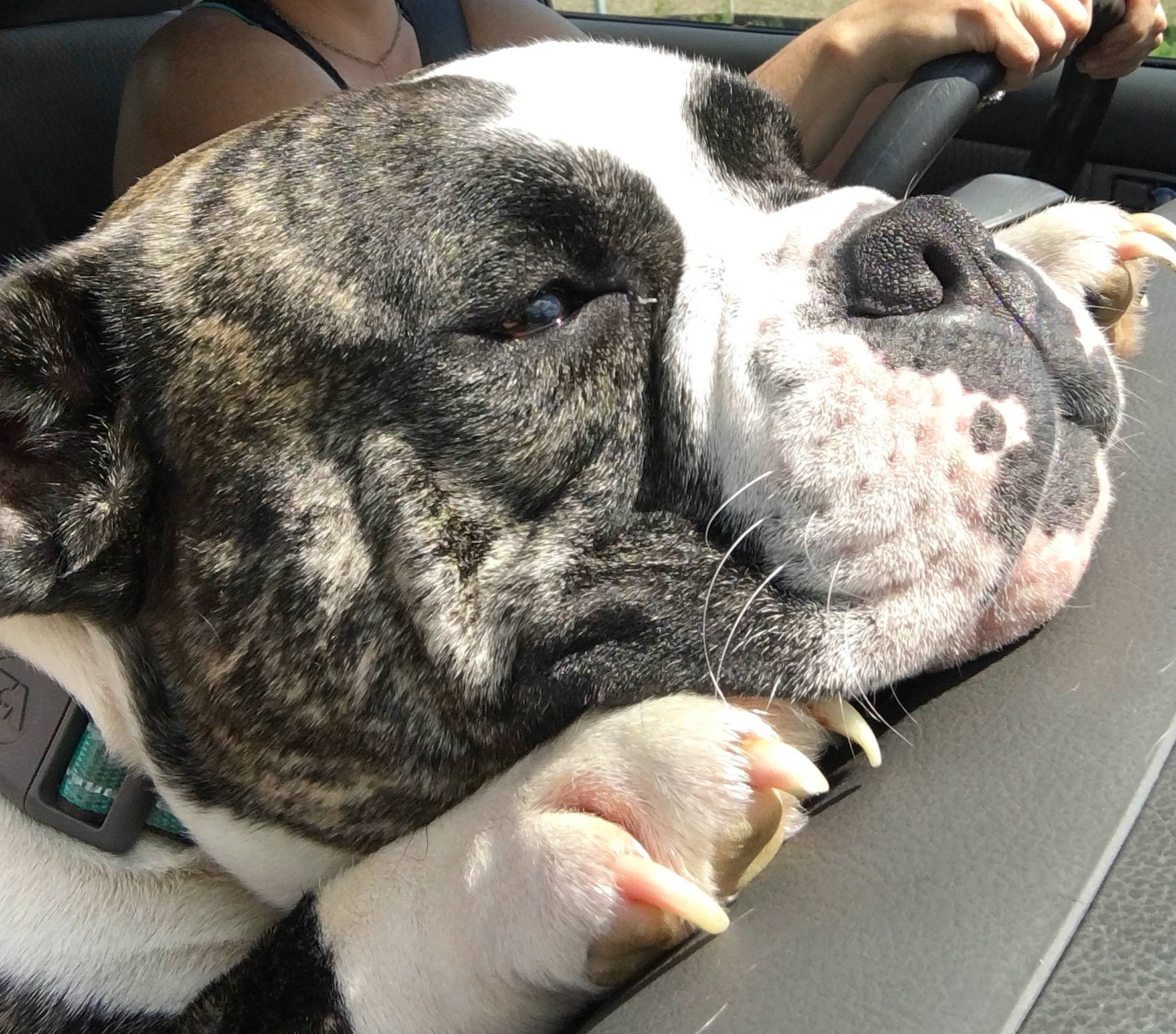 Sumo is registered to the contest to win money with this photo: american_bulldog, american_staffordshire_terrier, australian_bulldog, bulldog, canidae, carnivore, dog, dog_breed, ear, fawn, non_sporting_group, nose, old_english_bulldog, olde_english_bulldogge, pit_bull, puppy, puppy_love, snout, sporting_group, valley_bulldog