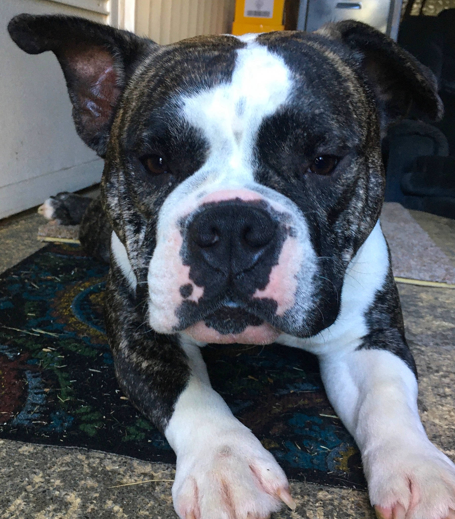 Sumo is registered to the contest to win money with this photo: american_bulldog, american_staffordshire_terrier, ancient_dog_breeds, australian_bulldog, bulldog, canidae, carnivore, dog, dog_breed, mammal, molosser, non_sporting_group, old_english_bulldog, olde_english_bulldogge, rare_breed_dog, snout, sporting_group, toy_bulldog, valley_bulldog, vertebrate