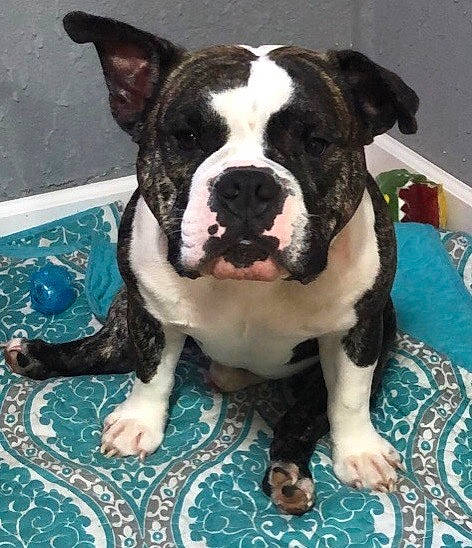 Sumo joined the competition — help win amazing prizes! american_bulldog, american_pit_bull_terrier, american_staffordshire_terrier, australian_bulldog, bulldog, canidae, carnivore, companion_dog, dog, dog_breed, fawn, mammal, molosser, non_sporting_group, rare_breed_dog, snout, sporting_group, toy_bulldog, valley_bulldog, vertebrate