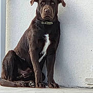 Michele Daugert a rejoint le concours — aidez-le/la à gagner de superbes lots ! dog, brown_dog, sitting, white_patch, collar, outdoor, wall, concrete_floor, pet, canine, animal, calm, quiet, alone, portrait, sidewalk, facing_forward, ears, paw, domestic_animal